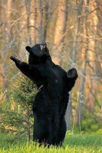 Create meme: bears, bear funny pictures, bear