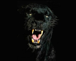 Create meme: the Wallpapers Panther black, pictures the grin of a black Panther, the grin of a Panther on black background