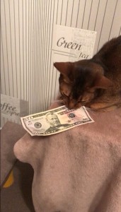 Создать мем: кот, кошачьи деньги, кот деньги смешно