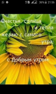 Create meme: sun,happiness and warmth, happiness of sunlight and warmth I wish the morning, sunflower flower
