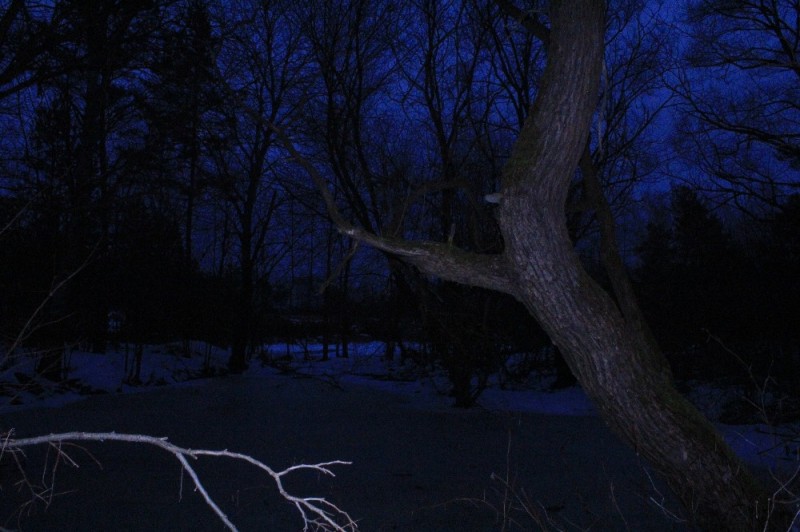 Создать мем: ночной зимний лес, темнота, природа