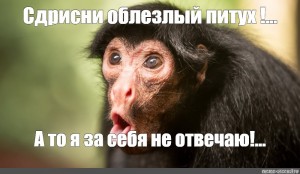 Создать мем: черная обезьянка, обезьянки с надписью, обезьяна удивление