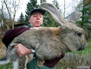 Создать мем: кроль, bunny, rabbit