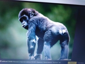 Create meme: pictures of the chimpanzee, funny monkey, primates