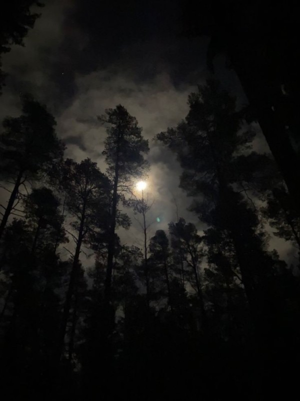 Создать мем: лес, ночь, темнота
