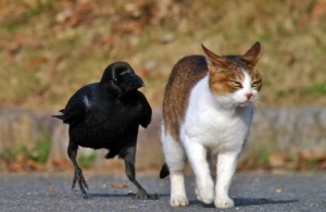 Create meme: cat, a cat or a crow, cat and crow