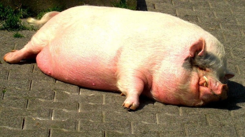 Создать мем: свинья, толстые свиньи, дюрок порода свиней