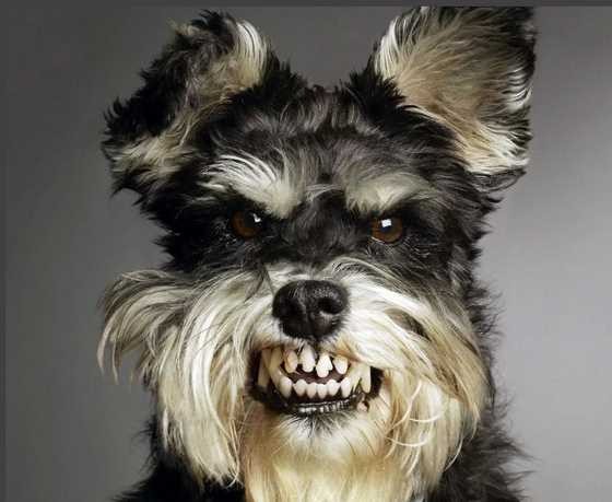 Create meme: the breed of miniature schnauzer, york schnauzer terrier, schnauzer dog