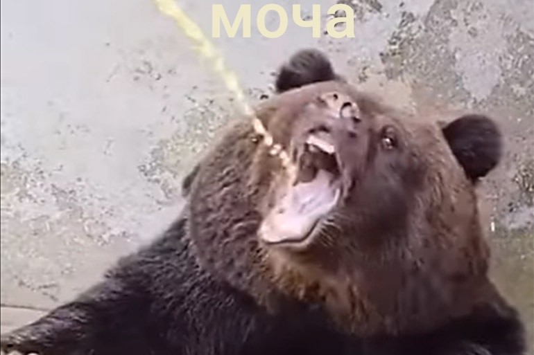 Create meme: bear drinks urine, grizzly bear , bear's mouth