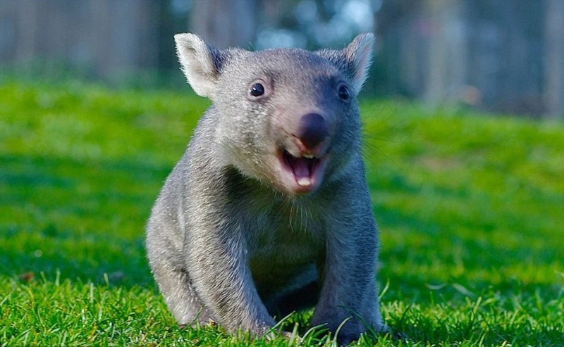 Create meme: wombat, the wombat is small, wombat smiles