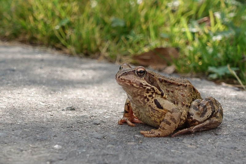 Создать мем: жаба, лягушка земляная обыкновенная, травяная лягушка брюхо