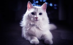 Создать мем: ангорский кот белый, турецкая ангора кошка, порода турецкая ангора