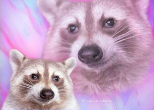 Create meme: enotik , animals raccoon, raccoon 