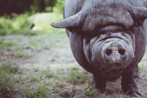 Create meme: Vietnamese pot-bellied pig, pig face, pig