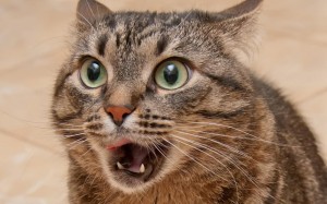 Создать мем: кошка глаза, смешные морды котов, удивленное лицо кошки
