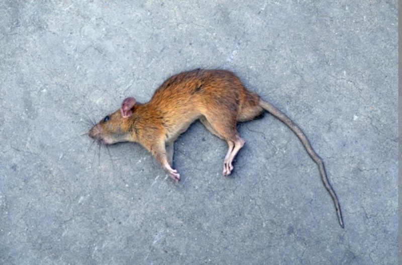 Create meme: a large grey rat Pasyuk, rat mouse , rat 