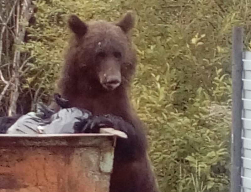 Create meme: nature , bear of buryatia, the bear ate