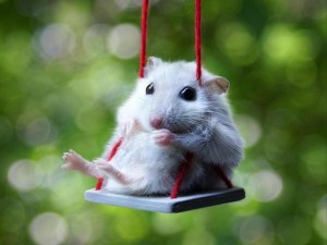Create meme: animals and, cute hamsters, cute animals