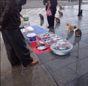Создать мем: коты на рынке, мем коты рыбу продаете красивое, мем с котами и рыбой