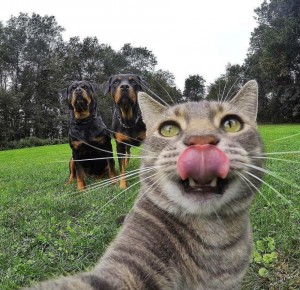 Create meme: selfie animals, selfie cat on the background of dogs, cat selfie