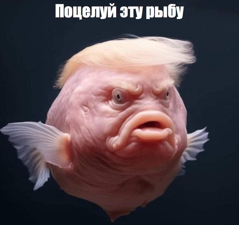 Создать мем: blobfish рыба, рыба, грустная рыба