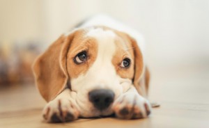 Create meme: breed Beagle, Beagle dog, Beagle
