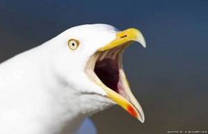 Create meme: Seagull bird, Seagull, Seagull screaming