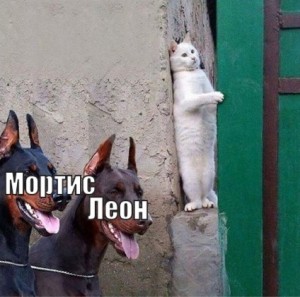 Create meme: 2 dogs and a cat meme, cat hiding from dog meme, dog and cat memes