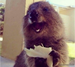 Create meme: meme hamster, quokka, Hamster