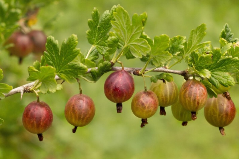 Create meme: gooseberry bush, gooseberry ordinary, gooseberry red east