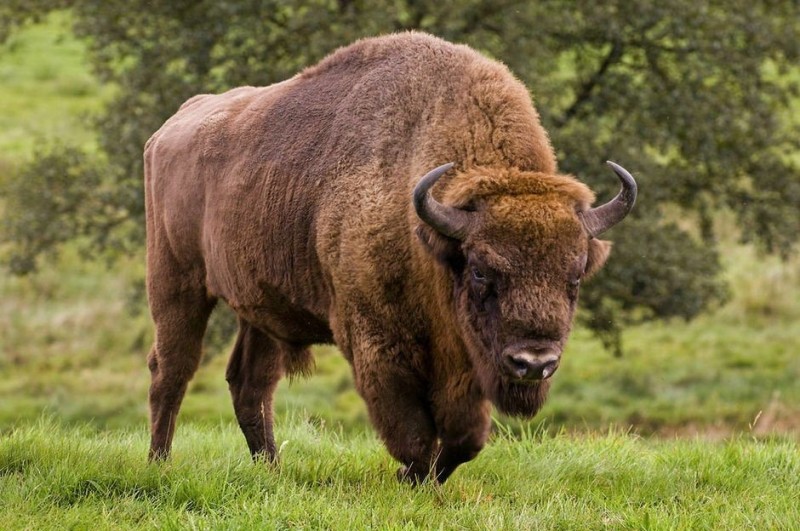 Создать мем: европейский зубр, зубр bison bonasus, горный зубр