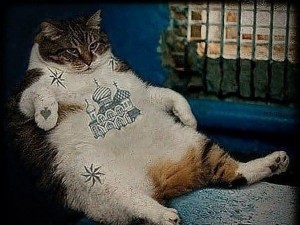 Создать мем: эй толстый котик, кот толстый, кот зек