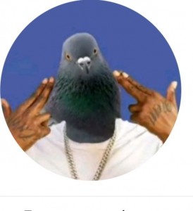 Create meme: dove Anatoly, pigeons doves, bird dove