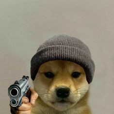 Создать мем: собака смешная, собака в шапке мем, doge с пистолетом