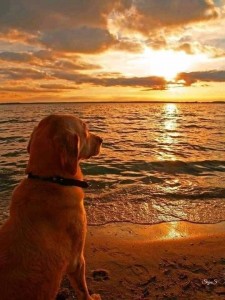 Создать мем: море закат, собака на море, лабрадор