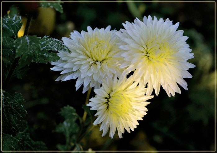 Create meme: chrysanthemum , the most beautiful chrysanthemums, beautiful chrysanthemums