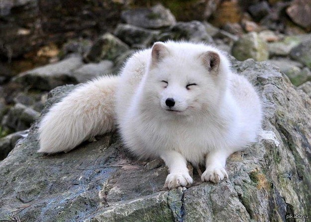 Create meme: arctic fox of north america, polar fox arctic fox, white arctic fox
