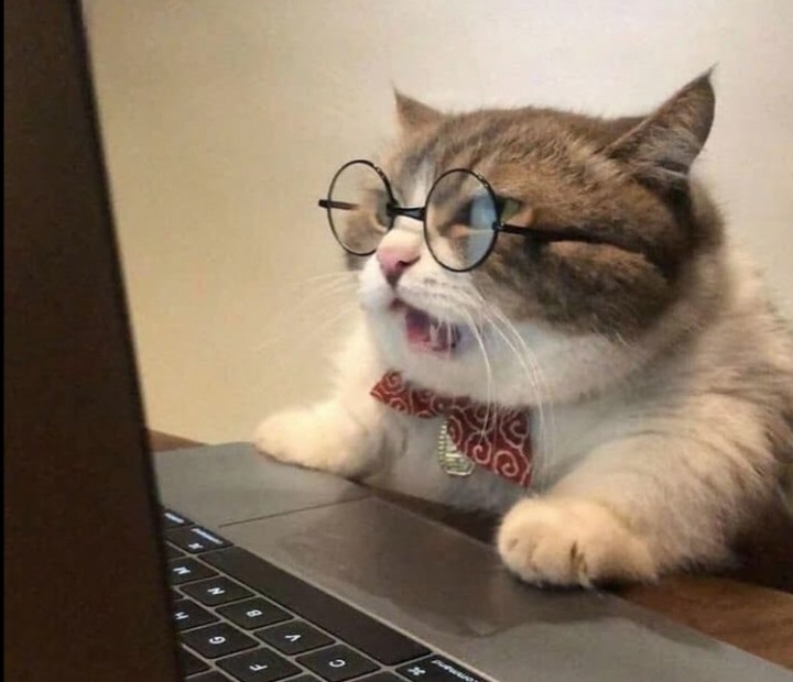 Create meme: cat funny , the cat at the computer, smart cat
