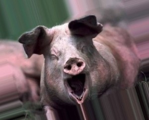 Создать мем: свирепая свинья, pig, домашняя свинья