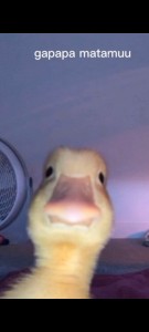 Create meme: ducklings, cute, animal, duck