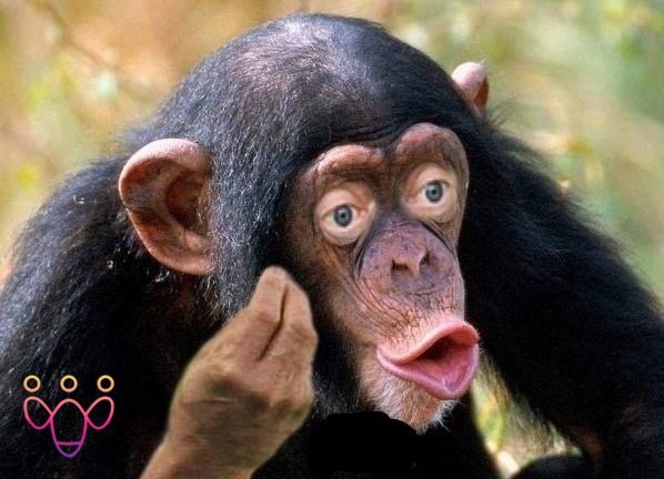 Create meme: monkey with lips, chimp meme, lip chimpanzee