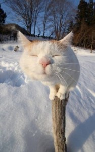 Создать мем: кот зимой, снежная кошка, snow cats