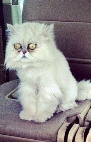 Create meme: sleepy cat, tired cat , Persian cat 
