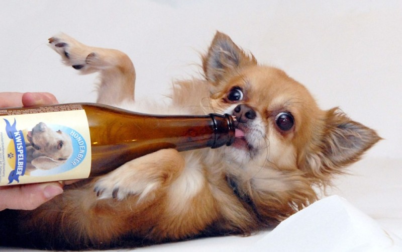 Create meme: dog beer, a dog with a bottle of beer, beer for dogs