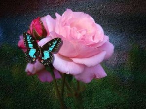 Создать мем: бабочка на розе фото, красивые цветы с бабочками фото и картинки, картинки бабочки на розовом цветке