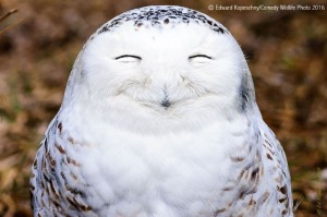 Create meme: white owl meme, Snowy owl, owl smiling pictures