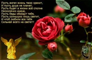 Создать мем: роза шиповник, стихи, rose hd