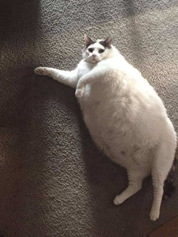 Create meme: fat cat , fat cat , very fat cats