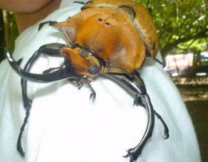 Создать мем: большой жук, самые опасные насекомые, самый большой жук в мире