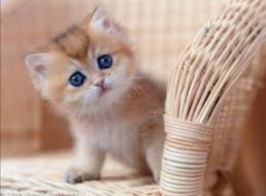 Создать мем: маленький милый котенок, котенок золотая шиншилла, британские котята золотая шиншилла
